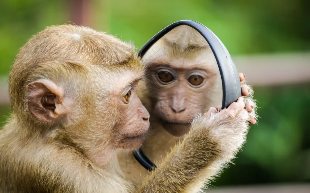 Monkey Testing – A Deep Dive into What is It, Types, Process, Approaches, Tools, & More!