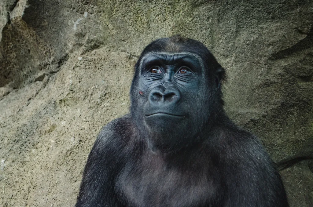 Teste do macaco vs. teste do gorila